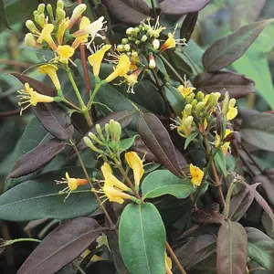 Lonicera henryi Copper Beauty Yellow Flowering Climbing Plant 60cm Cane 3L Pot