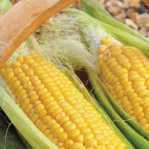 Sweetcorn Golden Gate 1 Seed Packet