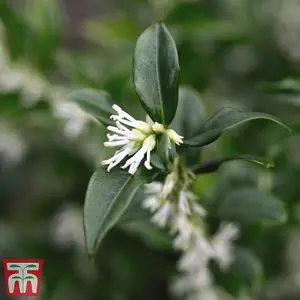 Evergreen Shrub - Sarcococca Humilis 'Sweet Box' - 9cm Potted Plant x 1