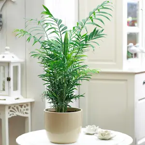 Chamaedorea Palm: Elegant Tropical Greenery for Indoor Spaces (35-50cm, 13cm Pot)