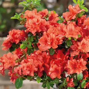 2 x Azalea Orange Beauty - Rare Evergreen Japanese Azaleas in 9cm Pots