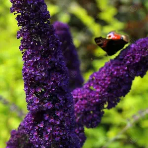 Buddleia Black Knight - Outdoor Flowering Shrub, Ideal for UK Gardens, Compact Size (15-30cm Height Including Pot)