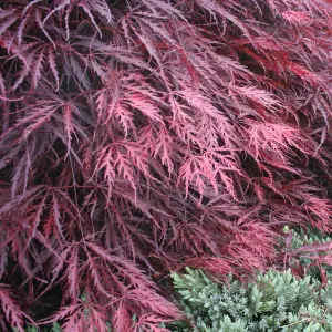 Acer Garnet - Deep Red Foliage, Outdoor Plant, Ideal for Gardens, Compact Size (50-70cm Height Including Pot)