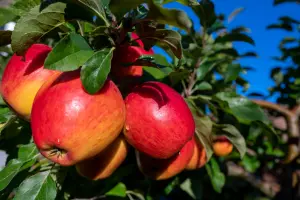 Lincolnshire Fruits Braeburn Potted Apple Apple 7 Litre Tree