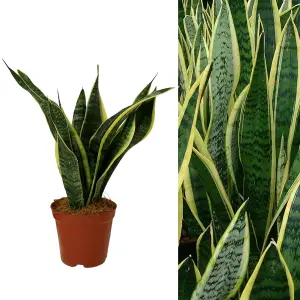 Sansevieria Snake Plant - Mother in Laws Tongue Plant - 20-30cm in Height