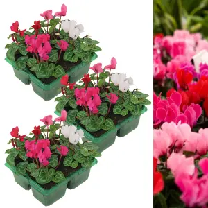 12 x Cyclamen Mixed Garden Ready Plants - Alpine Violet UK Hardy Flowering Perennials - Ideal for Beds, Containers or Borders