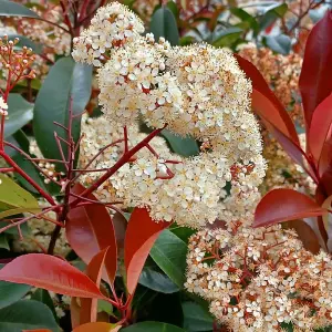 Photinia Red Robin 3.6 Litre Potted Plant x 2