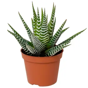 Haworthia Big Band - Indoor House Plant for Home Office, Kitchen, Living Room - Potted Houseplant (15-25cm)