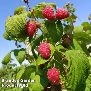 Raspberry Summer Lovers Late 2 Litre Potted Plant x 1