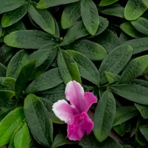 GreenBrokers Artificial Green Plant Wall Hedge with Green Leaf Foliage & Purple Flowers-UV Stable (Pack of 4) (1m x 1m)