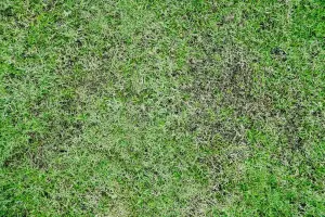 2 x Super Patch Grass Seed With Fertiliser Chatsworth Lawn Repair Coir Mix 600g