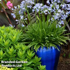 Agapanthus Blue Storm 9cm Potted Plantx 1