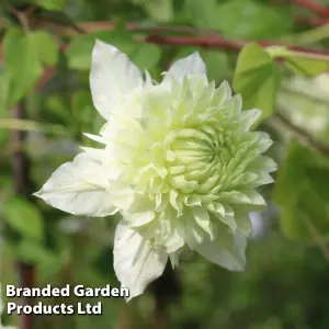 Clematis florida Manju 9cm Potted Plant x 3