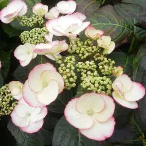 Hydrangea Sandra Garden Plant - Elegant Pink and White Blooms, Compact Size (20-30cm Height Including Pot)