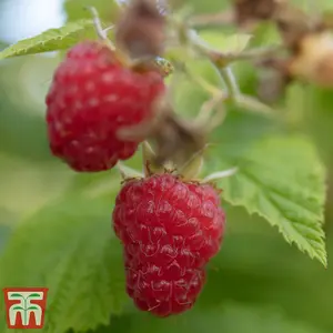 Raspberry (Rubus Idaeus) Cascade Delight 12 Canes