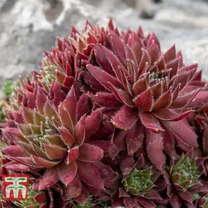 Mixed Succulent Houseplants - 10 Potted Plants