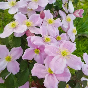 Clematis Mayleen - Vibrant Pink Blooms, Climbing Vine, Morning Sun (20-30cm Height Including Pot)