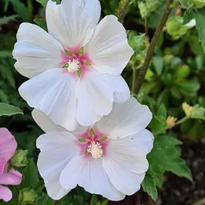 Lavatera Marshmallow Cherry Blush Established Plant in 9cm Pot