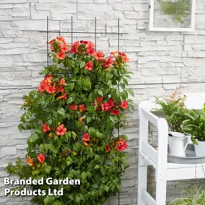 Campsis Trumpet Fire  2 Litre Potted Plant x 2