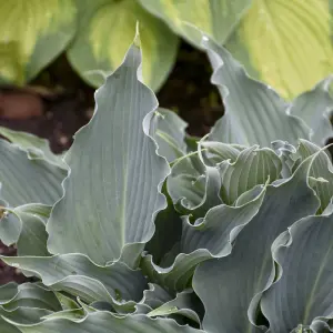 Hosta Waterslide Garden Plant - Blue-Green Leaves, Compact Size (10-20cm Height Including Pot)