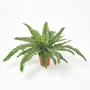 Homescapes Boston Fern in Pot, 45 cm Tall