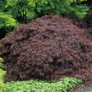 Acer Garnet - Deep Red Foliage, Outdoor Plant, Ideal for Gardens, Compact Size (80-100cm Height Including Pot)