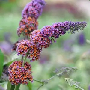 Bicolor Butterfly Bush Outdoor Shrub Plant Buddleja x Weyeriana 2L Pot