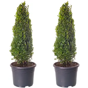 Buxus Pyramid Evergreen Shrub - Ideal for Formal Gardens (40-50cm, Pack of 2)