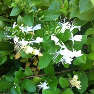 Lonicera Halliana Garden Plant - Fragrant Flowers, Compact Size (30-40cm Height Including Pot)