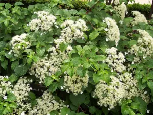 Direct Plants Hydrangea Anomala Petiolaris Climbing Hydrangea Plant 4ft+ Extra Large Supplied in a 5 Litre Pot