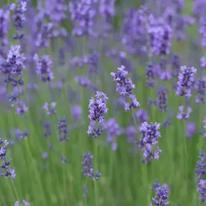 YouGarden Lavender 'Hidcote' Hedging Plant, 50 x Established Plants in 9cm Pots, Ready to Plant Established Lavender, Bee and Butt