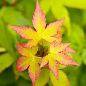 Acer Little Princess - Japanese Maple, Ornamental Tree (20-30cm Height Including Pot)