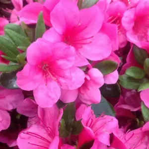 Azalea Geisha Pink - Evergreen Shrub, Exquisite Pink Blooms (20-30cm Height Including Pot)