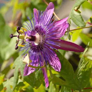 Passiflora Beervelde Garden Plant - Exotic Blooms, Compact Size (20-30cm Height Including Pot)