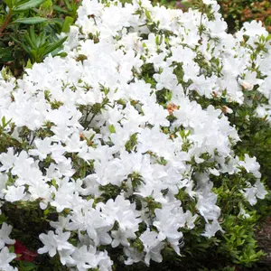 2 x White Japanese Azalea (20-30cm Height Including Pot) - Delicate White Blooms, Evergreen