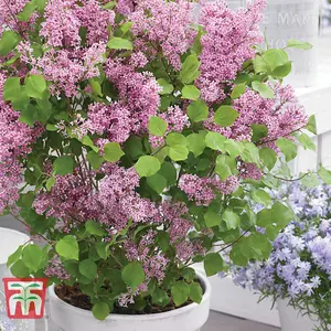 Syringa (Lilac) meyeri Flowerfesta Pink 9cm Potted Plant x 3