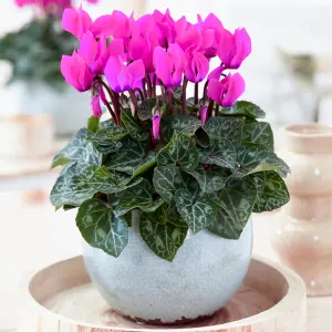 Cyclamen 'Purple' - Richly Colored Blooms for Winter Cheer, Compact and Perfect for Indoors (12cm)