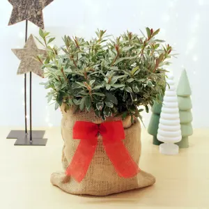 Azalea Hot Shot Plant in 3L Pot with Hessian Gift Wrap - Evergreen Flowering Garden Shrub - Easy to Grow Christmas Gardening Gift