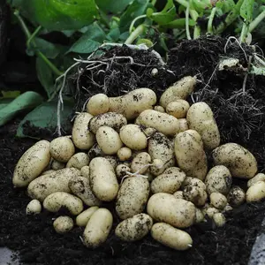 Grow Your Own Vegetables - Potato Jazzy 4kg