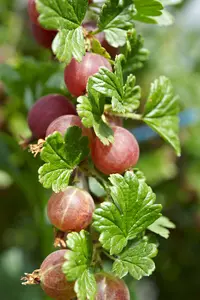 3 Red Gooseberry Captivator Plants Ribes uva Crispa, Branched Fruit Bush 3FATPIGS