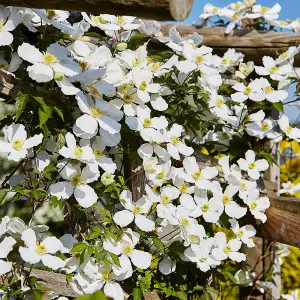 Clematis montana Mayleen 7cm Potted Plant x 2 + Tower Potted Plant Kit