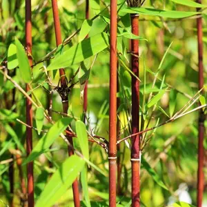 Fargesia Asian Wonder (40-50cm Height Including Pot) - Clumping Bamboo, Exotic Appearance, Partial Shade