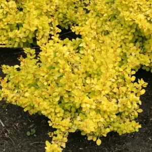 Berberis Golden Horizon - Outdoor Flowering Shrub, Ideal for UK Gardens, Compact Size (15-30cm Height Including Pot)