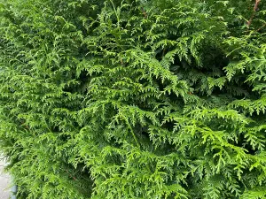 5x Thuja Plicata Gelderland Western Red Cedar Trees 3-4ft Supplied in 2 Litre Pots