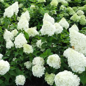 Hydrangea Polar Bear White Garden Shrub - Pure White Blooms (15-30cm Height Including Pot)