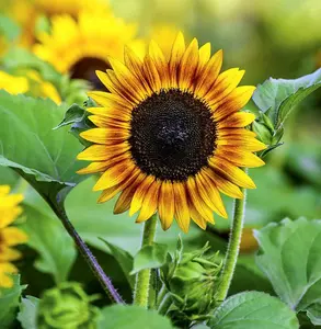 Helianthus annus Sunflower Tiger Eye F1 1 Packet (12 Seeds)