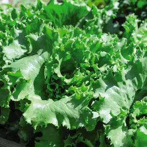 Lettuce Warpath 1 Seed Packet (200 Seeds)