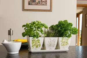 Iona Buchanan Herbs Eco Pots Set of 3 with Tray - L12.5 x W38 x H13 cm