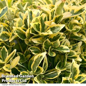 Euonymus japonicus Ovatus Aureus 9cm Potted Plant x 1