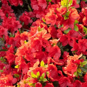 Azalea Geisha Red - Evergreen Shrub, Exquisite Red Blooms (20-30cm Height Including Pot)